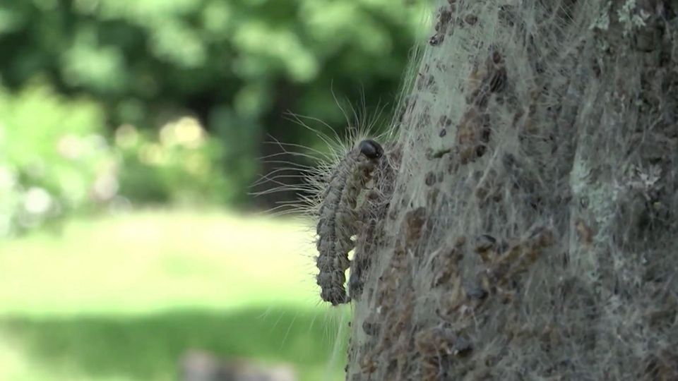 Der Eichenprozessionsspinner am Baum. Der Eichenprozessionsspinner am Baum.