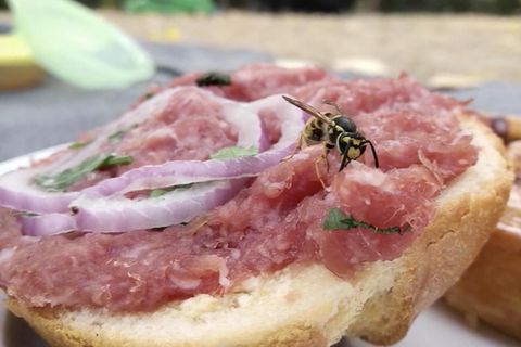 Wespe auf Mettbrötchen