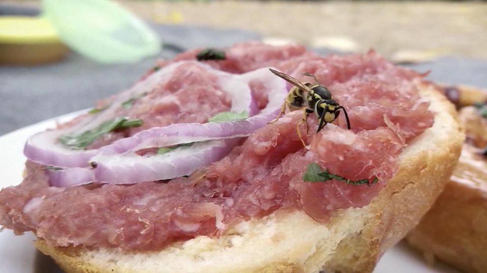 Wespe auf Mettbrötchen