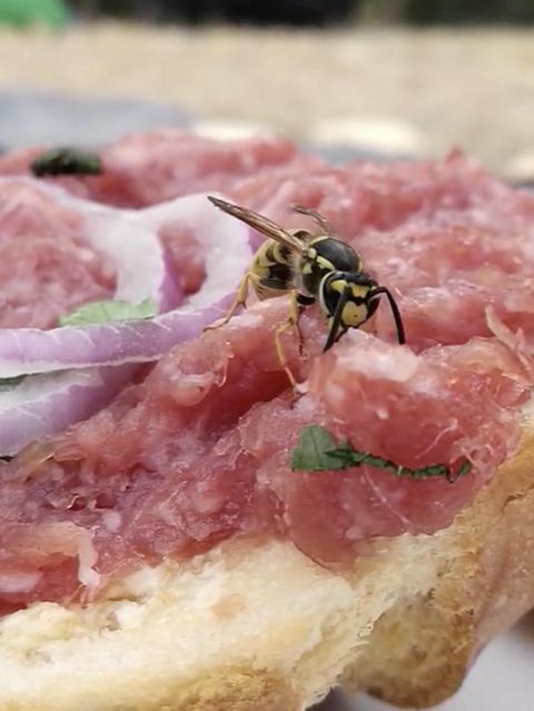 Wespe auf Mettbrötchen