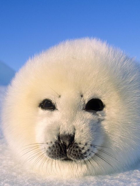 Eine Sattelrobe liegt im Schnee und genießt die Sonne