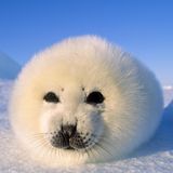 Eine Sattelrobe liegt im Schnee und genießt die Sonne