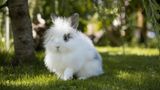ein Angora Kaninchen sitzt auf einer schattigen Wiese
