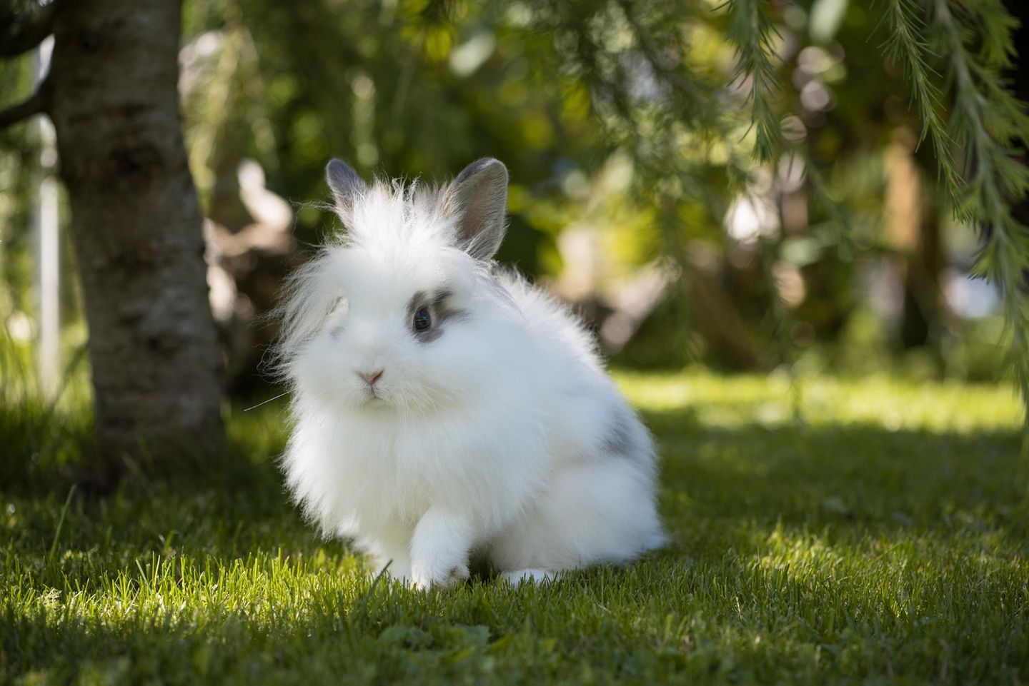 ein Angora Kaninchen sitzt auf einer schattigen Wiese