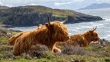 Hochlandrinder liegen auf Grass am Rand einer Klippe