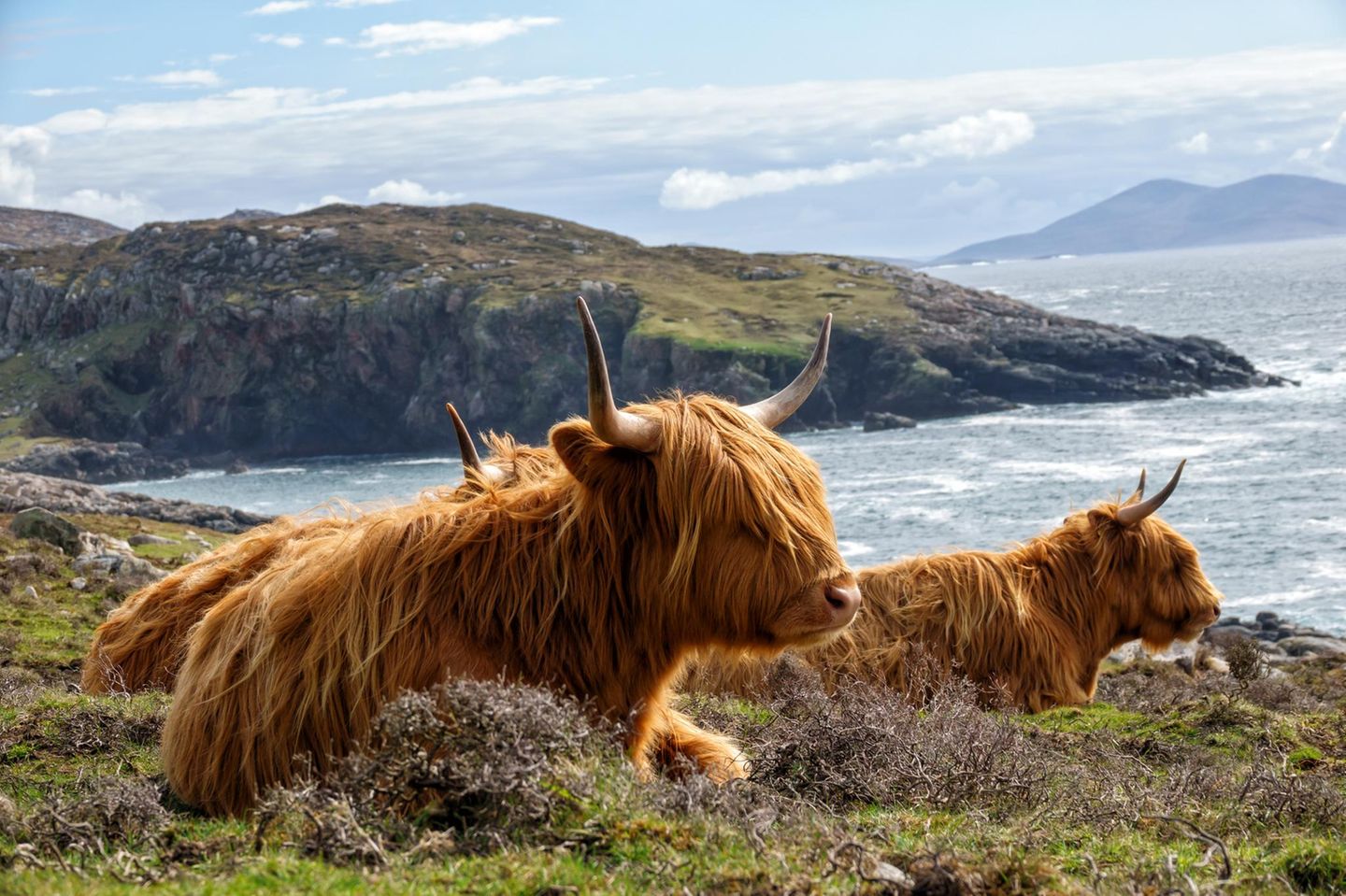 Doppelt hält besser Hochlandrinder liegen auf Grass am Rand einer Klippe