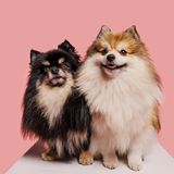 zwei Zwergspitzhunde sitzen auf einem Podest und schauen nach oben