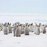 eine Herde junger Pinguine steht auf flachem Eis