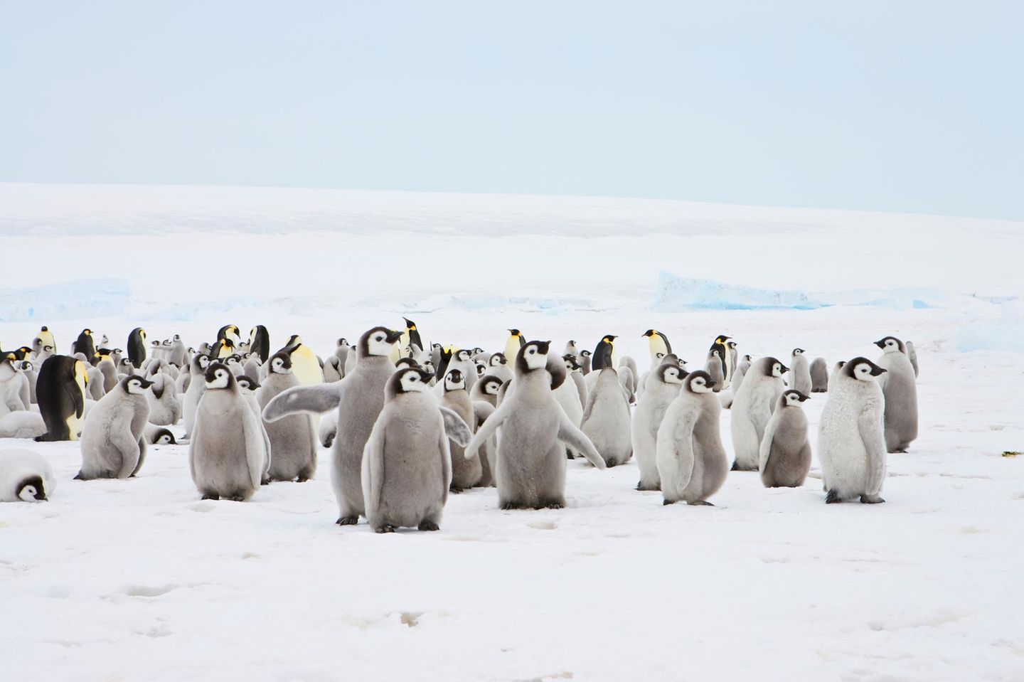 Schön plüschig eine Herde junger Pinguine steht auf flachem Eis