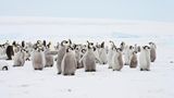 eine Herde junger Pinguine steht auf flachem Eis