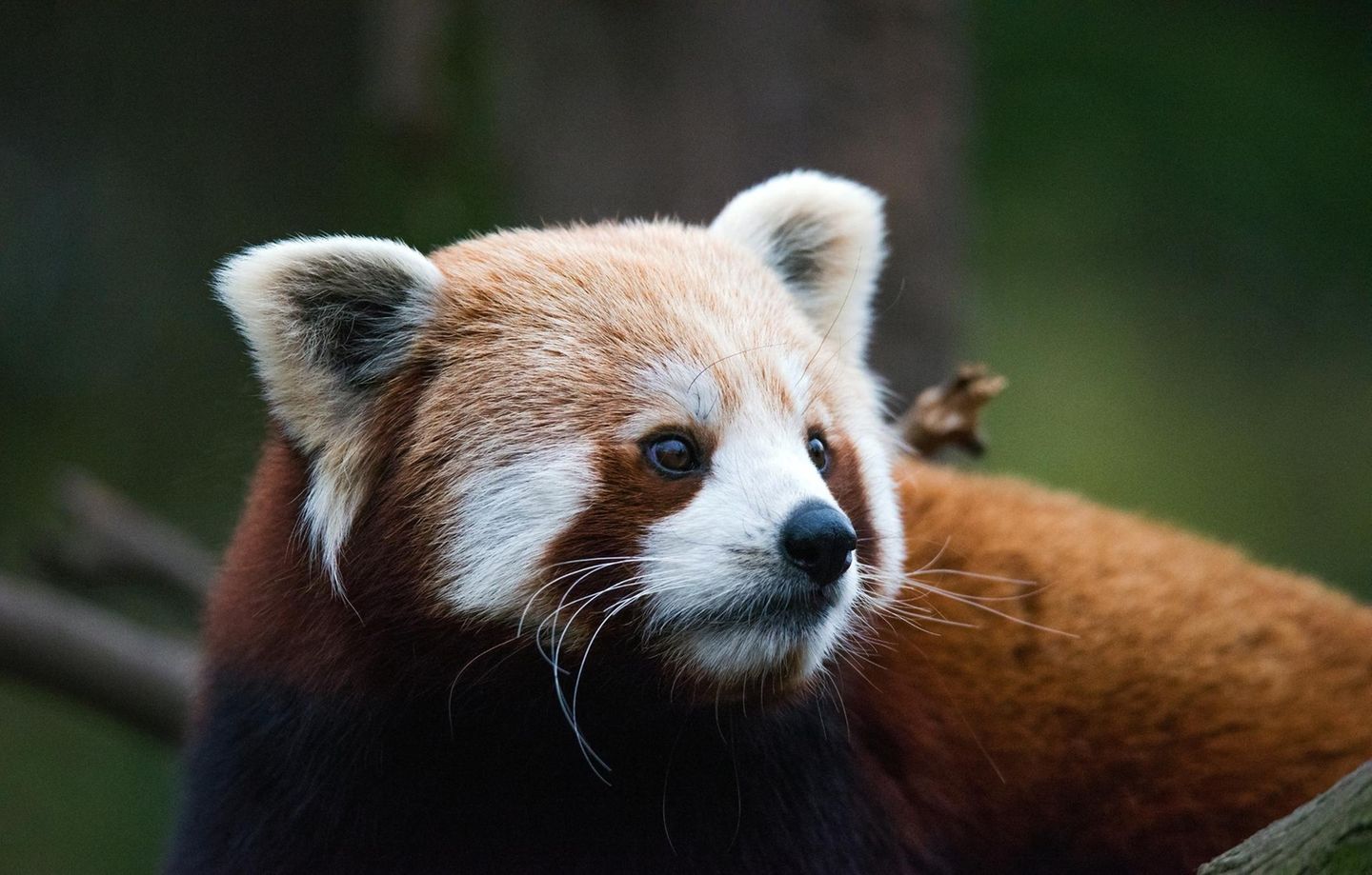 Im Gleichgewicht Ein roter Panda schaut gespannt nach rechts