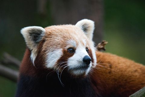 Ein roter Panda schaut gespannt nach rechts