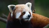 Ein roter Panda schaut gespannt nach rechts