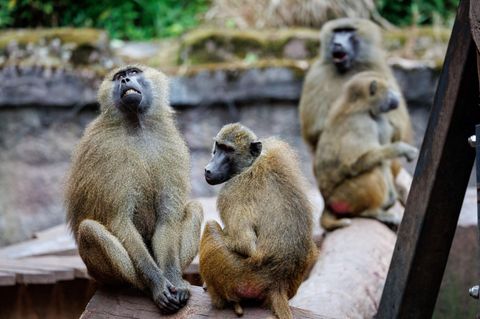 Paviane sitzen in ihrem Gehege im Tiergarten Nürnberg