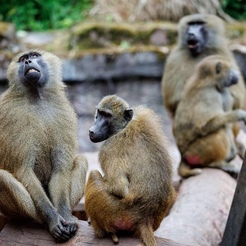 Paviane sitzen in ihrem Gehege im Tiergarten Nürnberg