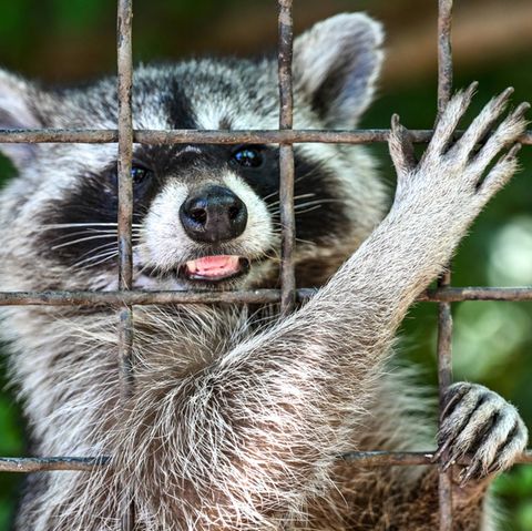 Waschbär in einem vergitterten Gehege