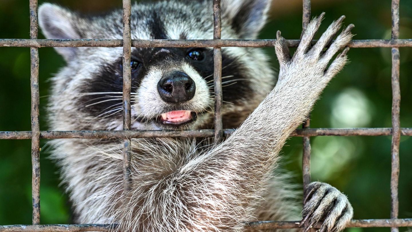 Waschbär in einem vergitterten Gehege