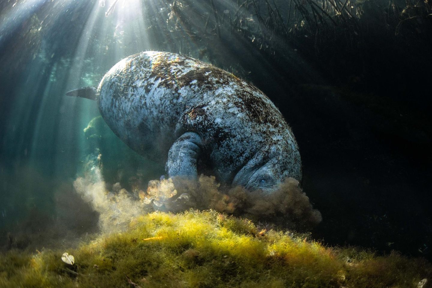 Eine Seekuh grast friedlich unter Wasser, eingebettet zwischen den verschlungenen Wurzeln eines Mangrovenwaldes.