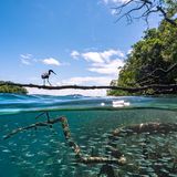 Ein Pazifischer Riffreiher jagt einen Fischschwarm von einem Mangrovenast