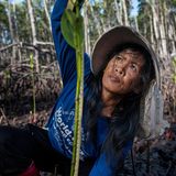 Person misst die Höhe einer neu gepflanzten Mangrove