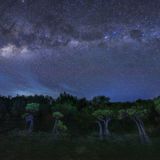 Der sternenklare Nachthimmel über einem Mangrovenwald, die Milchstraße ist zu sehen