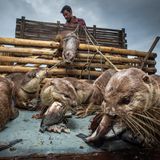 Eine Gruppe Otter an der Leine gebunden und Fisch fressend, der Halter sitzt hinten