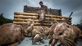 Eine Gruppe Otter an der Leine gebunden und Fisch fressend, der Halter sitzt hinten