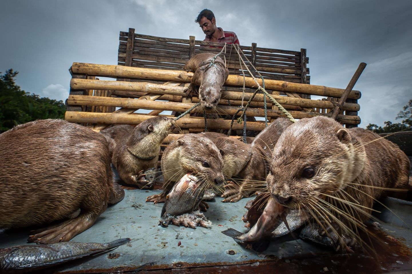 Eine Gruppe Otter an der Leine gebunden und Fisch fressend, der Halter sitzt hinten