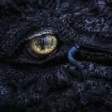 Nahaufnahme eines Krokodilauges, ein kleiner Schlammspringer klettert auf dem Krokodil