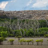 Abfallberg hinter einem angeschlagenen Mangrovenwald
