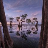 Mangroven bei Sonnenuntergang