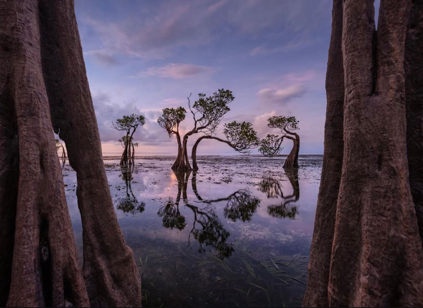 Mangroven bei Sonnenuntergang