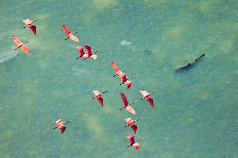 Ein Vogelschwarm Rosalöffler fliegt über türkises Wasser