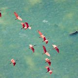 Ein Vogelschwarm Rosalöffler fliegt über türkises Wasser