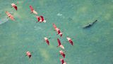 Ein Vogelschwarm Rosalöffler fliegt über türkises Wasser