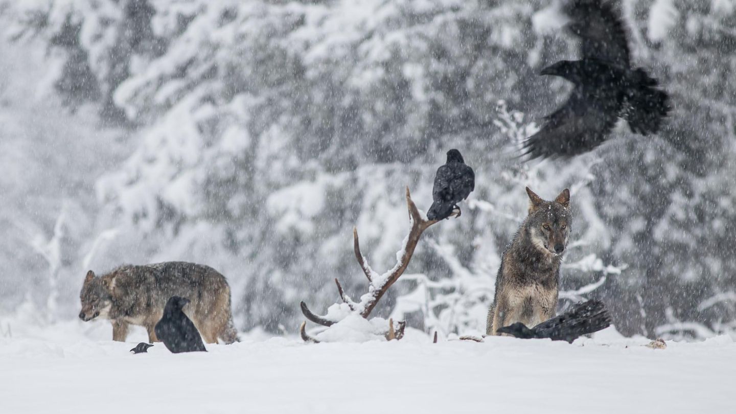Wolf und Kolkrabe im Schnee