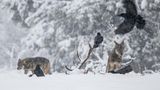 Wolf und Kolkrabe im Schnee