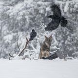 Wolf und Kolkrabe im Schnee