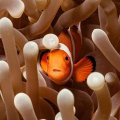 Clownfisch und Seeanemone