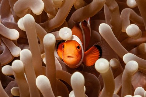 Clownfisch und Seeanemone
