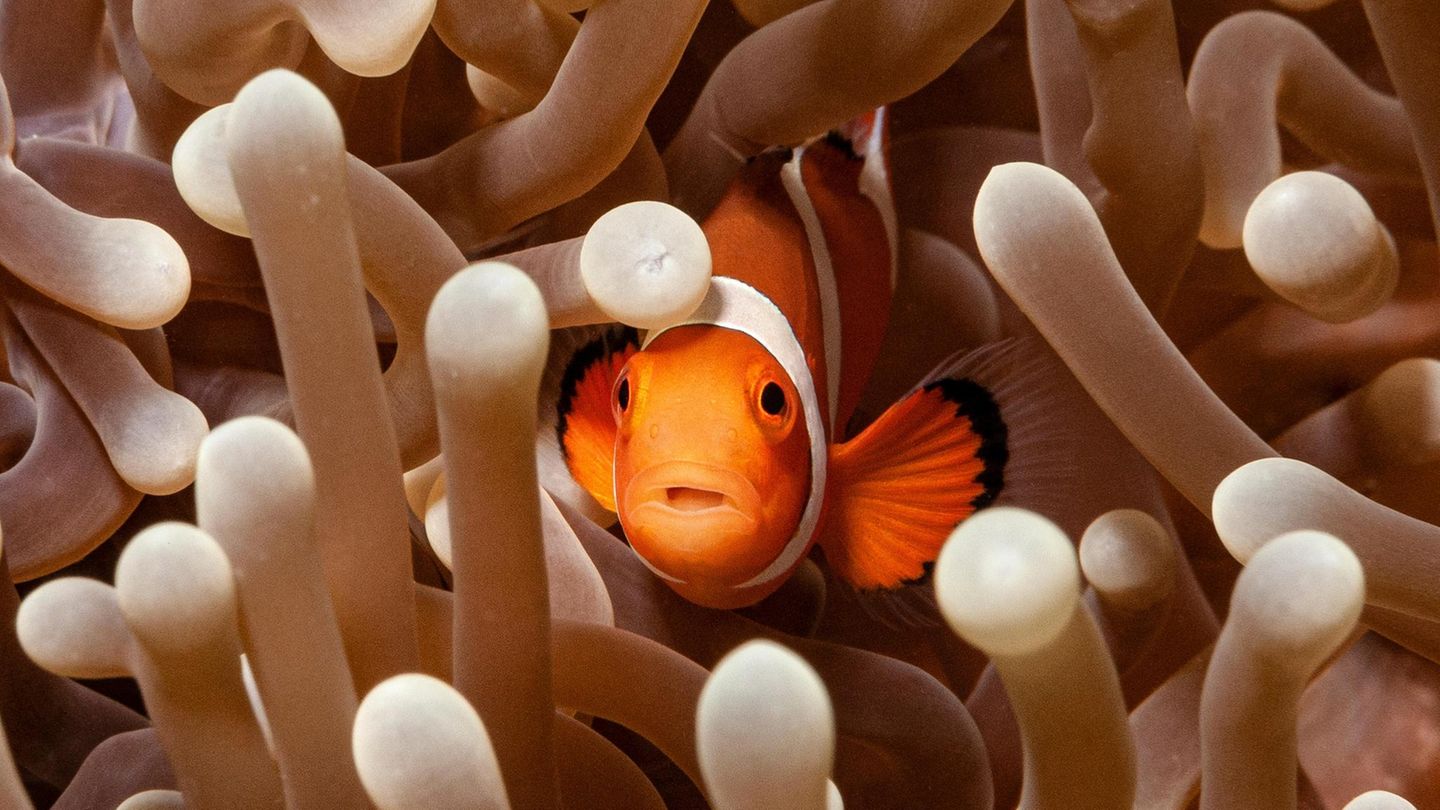 Clownfisch und Seeanemone
