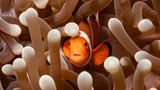 Clownfisch und Seeanemone