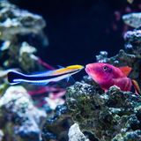 Putzerfisch und Meerbarbe