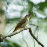 Honiganzeiger auf einem Ast