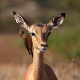 Madenhacker und Antilope