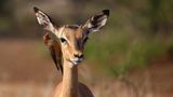 Madenhacker und Antilope