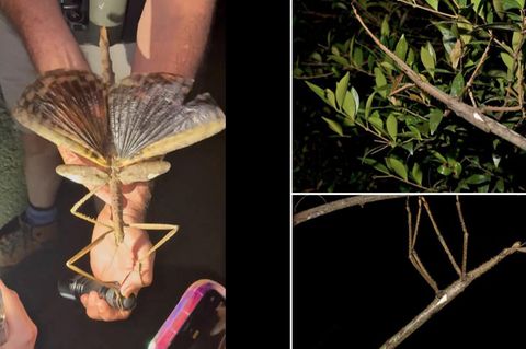 Das neu entdeckte Insekt der Art Acrophylla alta wird 40 Zentimeter lang