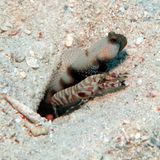 Partner-Grundel und Knallkrebs