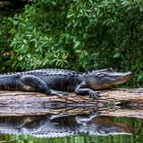 Alligator an der Wasseroberfläche