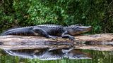 Alligator an der Wasseroberfläche